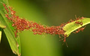 and the ants can work together to do amazing things...